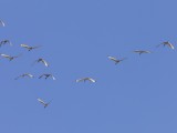 Rand_003 - whatever those humans can do, we can do better.... - Sacred Ibis in formation